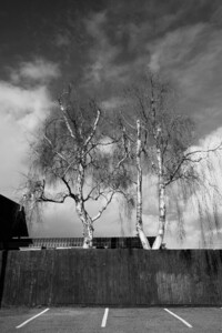 Silver Birch