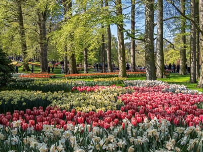 T for Tulips