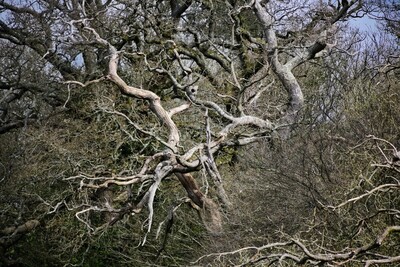 Trees 2
