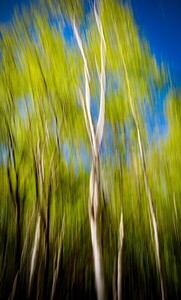 Trees
