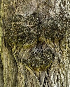 Trunk Face