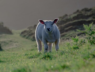 Mum Just exactly where are Ewe_