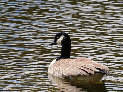 Unruffled