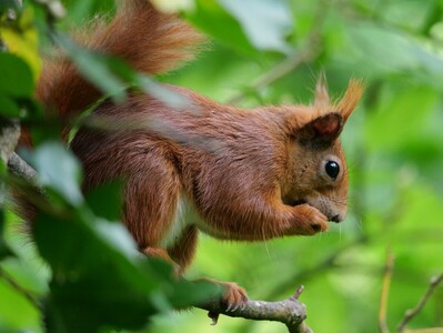 Up for a nut