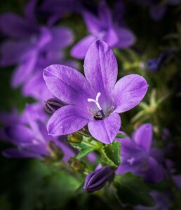 Violet Campanula
