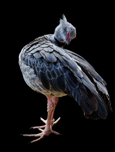 Crested Screamer