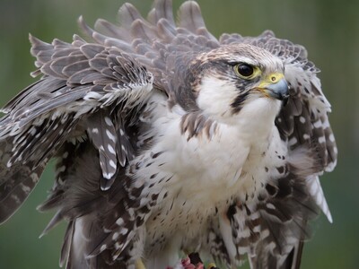 Falcon feather frenzy