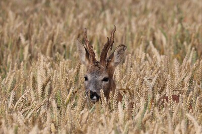 Peeping Deer
